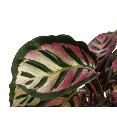 Korbmarante - Calathea Roseopicta 'Cora' 5 Korbmarante - Calathea Roseopicta 'Cora' -Haus Pflanzen Welt 8742264 WE DE 001 KorbmaranteCalatheaCoraT12