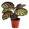 Korbmarante - Calathea Roseopicta 'Cora' -Haus Pflanzen Welt 8742264 WE FS 001 KorbmaranteCalatheaCoraT12