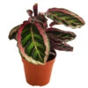 Korbmarante - Calathea 'Angela' -Haus Pflanzen Welt 8742272 WE FS 001 CalatheaAngelaT12