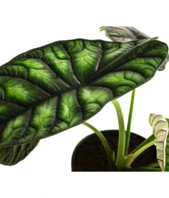 Pfeilblatt - Alocasia Baginda 'Dragon Scale' 7 Pfeilblatt - Alocasia Baginda 'Dragon Scale' -Haus Pflanzen Welt 8742314 WE DE 002 AlocasiaDragonScaleT14