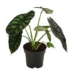 Pfeilblatt - Alocasia Baginda 'Dragon Scale' -Haus Pflanzen Welt 8742314 WE FS 001 AlocasiaDragonScaleT14