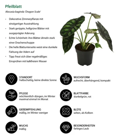 Pfeilblatt - Alocasia Baginda 'Dragon Scale' -Haus Pflanzen Welt 8742314 WE IG 001 Pfeilblatt