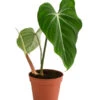 Baumfreund - Philodendron Gloriosum -Haus Pflanzen Welt 8742389 WE FS 001 PhilodendronGloriosumT15