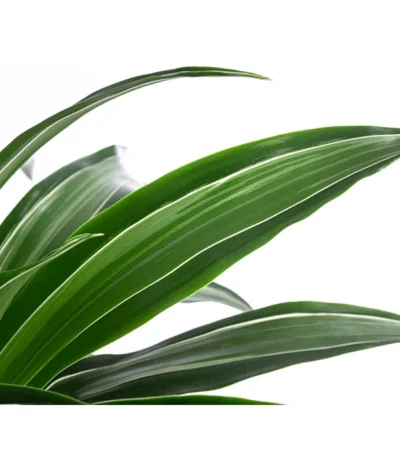 Drachenbaum - Dracaena 'White Stripe', In Keramik -Haus Pflanzen Welt 8742520 WE DE 004 DracaenaDeremensisWhiteStripeT21 MonatsangebotMai2022