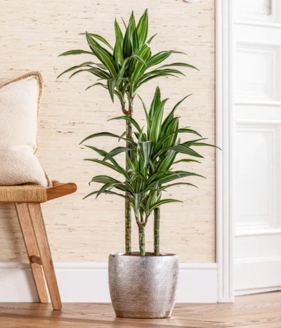 Drachenbaum - Dracaena 'White Stripe', In Keramik -Haus Pflanzen Welt 8742520 WE MO 001 DrachenbaumWhiteStripeinKeramikT21