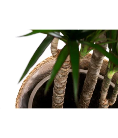 Drachenbaum - Dracaena Marginata, In Seegras-Korb -Haus Pflanzen Welt 8742553 WE DE 002 DrachenbaumimKorb