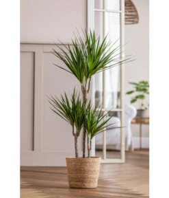Drachenbaum - Dracaena Marginata, In Seegras-Korb -Haus Pflanzen Welt 8742553 WE MO 001 DrachenbaumimKorb