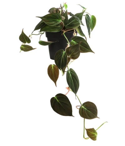 Baumfreund - Philodendron Scandens 'Micans'
