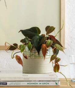 Baumfreund - Philodendron Scandens 'Micans' 7 Baumfreund - Philodendron Scandens 'Micans' -Haus Pflanzen Welt 8744559 WE MO 001 PhilodendronScandensMicans