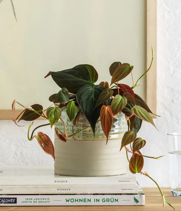 Baumfreund - Philodendron Scandens 'Micans' 5 Baumfreund - Philodendron Scandens 'Micans' – Bild 3