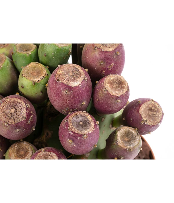 Feigenkaktus - Opuntia Vulgaris 'Etna' 4 Feigenkaktus - Opuntia Vulgaris 'Etna' – Bild 2