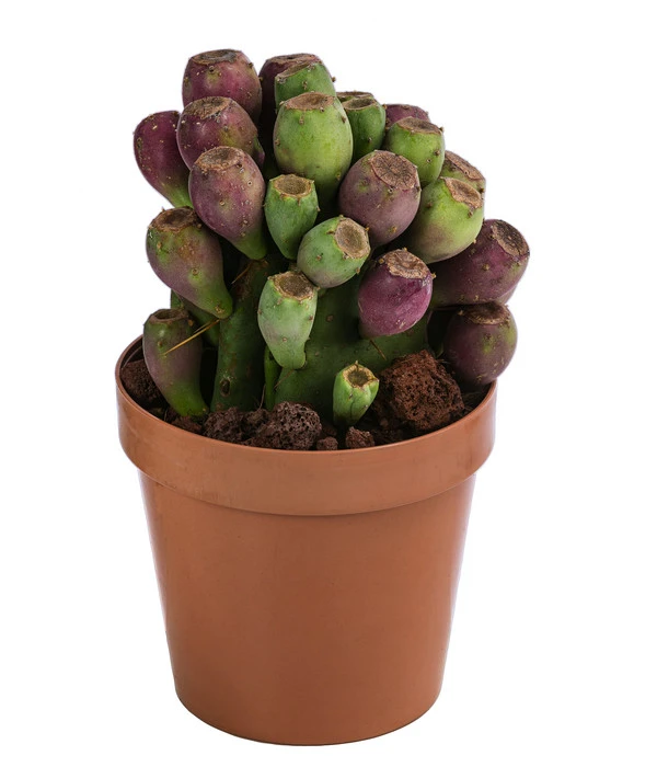 Feigenkaktus - Opuntia Vulgaris 'Etna' 3 Feigenkaktus - Opuntia Vulgaris 'Etna'