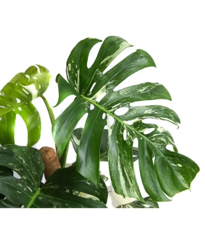 Fensterblatt - Monstera Deliciosa 'Variegata' Am Moosstab -Haus Pflanzen Welt 8745457 WE DE 001 MonsteraVariegataMoosstabFensterblattT17