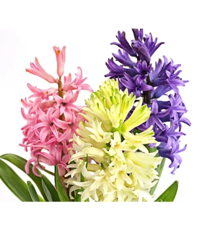 Hyazinthe 'Mixies' -Haus Pflanzen Welt 8747008 PR DE 001 Hyazinthen3erMixiesT12DehnerExpressHerzig