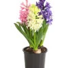 Hyazinthe 'Mixies' -Haus Pflanzen Welt 8747008 WE FS 001 Hyazinthen3erMixiesT12