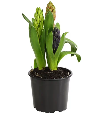 Hyazinthe 'Mixies' -Haus Pflanzen Welt 8747008 WE FS 001 HyazinthenHyacinthen3erMixiesT12