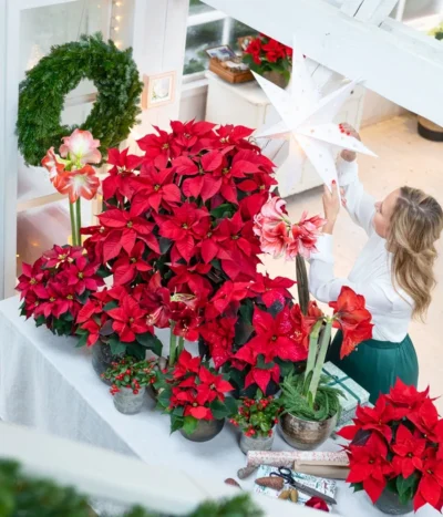 Amaryllis - Hippeastrum-Hybride 18 Amaryllis - Hippeastrum-Hybride -Haus Pflanzen Welt 874704 WE MO 001 WeihnachtsblueherRot