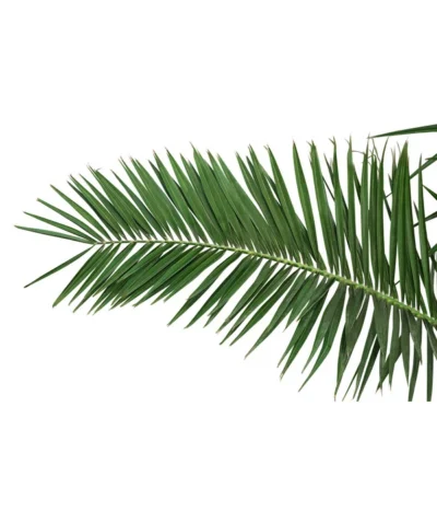 XXL Kanarische Dattelpalme, Ca. 170 Cm -Haus Pflanzen Welt 8753063 PR DE 001 XXLKanarischeDattelpalme70L