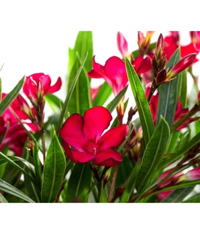 Oleander, Solitärbusch -Haus Pflanzen Welt 8753105 WE DE 001 NeriumOleanderBuschRotT30