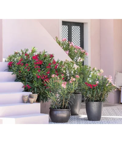 Oleander, Solitärbusch -Haus Pflanzen Welt 8753139 WE MO 001 OleanderNeriumOleander 2