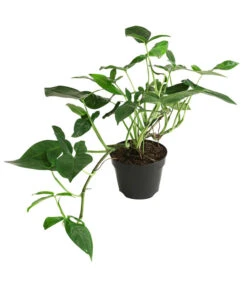 Purpurtute - Syngonium Podophyllum 'Trileaf Wonder'