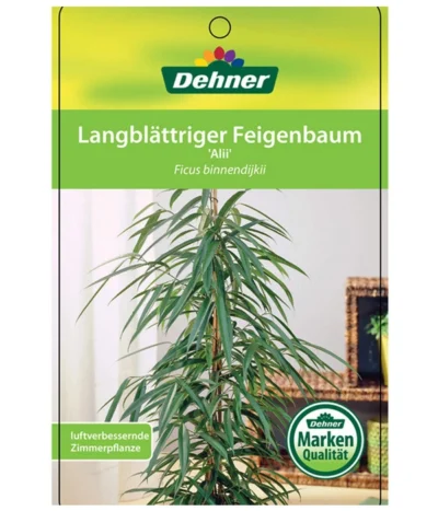 Langblättriger Feigenbaum - Ficus Binnendijkii 'Alii' 8 Langblättriger Feigenbaum - Ficus Binnendijkii 'Alii' -Haus Pflanzen Welt 8754525 LangblaettrigeFeigeAliiEtikett1