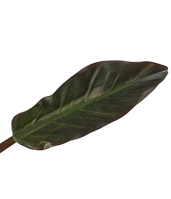 Baumfreund - Philodendron 'Imperial Red' 4 Baumfreund - Philodendron 'Imperial Red' – Bild 2