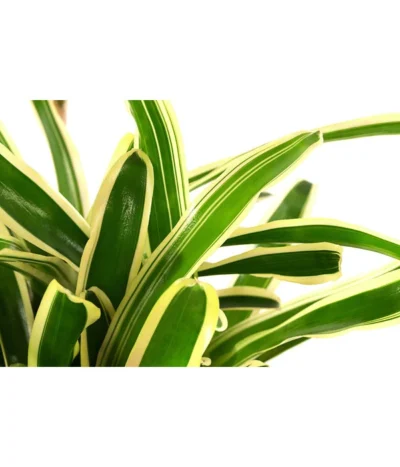 Neoregelie - Neoregelia Hybride 'Fireball' -Haus Pflanzen Welt 8755290 PR DE 001 NeoregeliaFireballvariegataT15DehnerExpressHerzig