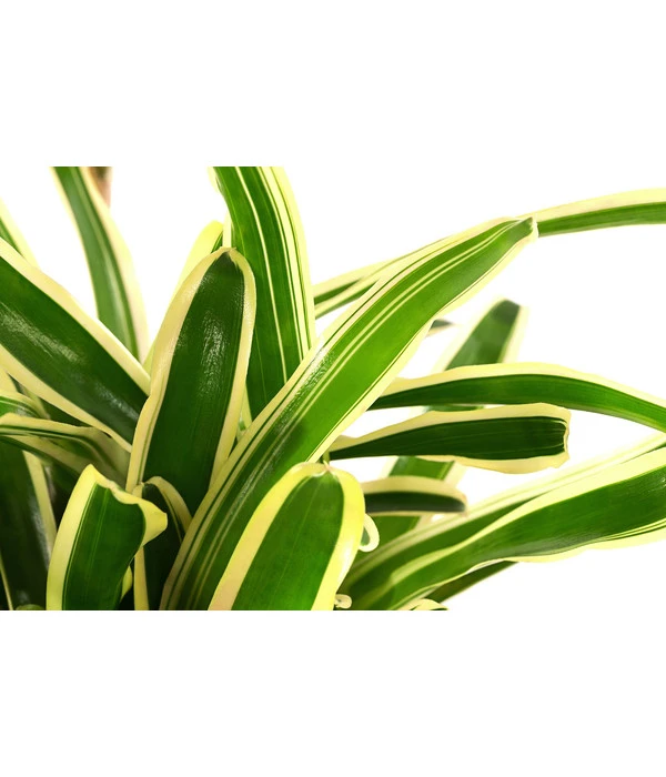 Neoregelie - Neoregelia Hybride 'Fireball' 5 Neoregelie - Neoregelia Hybride 'Fireball' – Bild 3