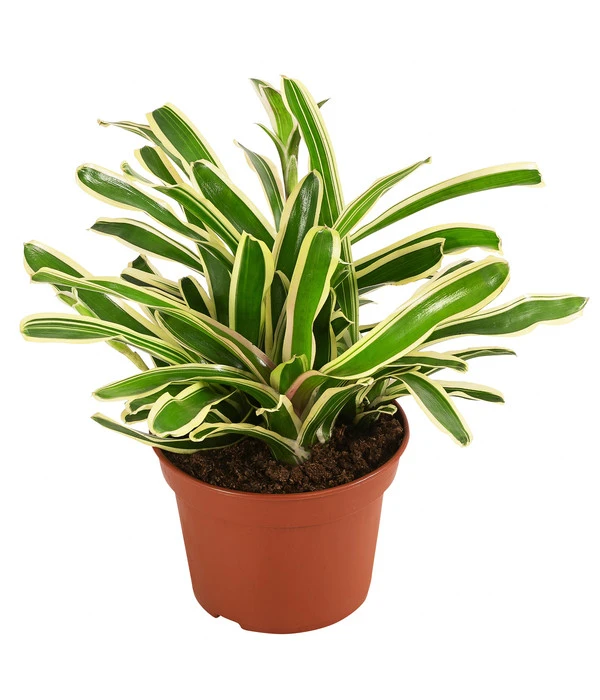 Neoregelie - Neoregelia Hybride 'Fireball' 3 Neoregelie - Neoregelia Hybride 'Fireball'