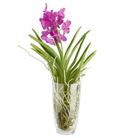Orchidee - Vanda Cultivars 'Vanda', Im Glas