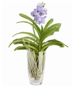 Orchidee - Vanda Cultivars 'Vanda', Im Glas 8 Orchidee - Vanda Cultivars 'Vanda', Im Glas -Haus Pflanzen Welt 8756199 PR FS 002 VandaKleinbluetigImGlasDehnerExpressZS