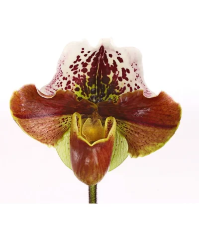 Frauenschuh - Paphiopedilum Hybride, Verschiedene Sorten 20 Frauenschuh - Paphiopedilum Hybride, Verschiedene Sorten -Haus Pflanzen Welt 8756744 PR DE 001 FrauenschuhPaphiopedilum1TrieberDehnerHerzig