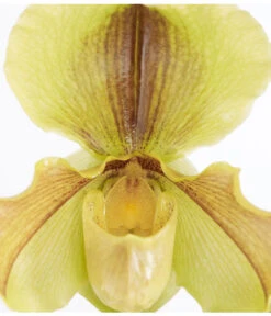 Frauenschuh - Paphiopedilum Hybride, Verschiedene Sorten -Haus Pflanzen Welt 8756744 PR DE 002 PaphiopedilumComp1TrieberT12DehnerExpressZS