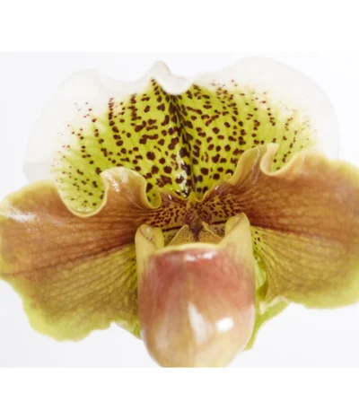 Frauenschuh - Paphiopedilum Hybride, Verschiedene Sorten 22 Frauenschuh - Paphiopedilum Hybride, Verschiedene Sorten -Haus Pflanzen Welt 8756744 PR DE 003 PaphiopedilumComp1TrieberT12DehnerExpressZS