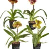 Frauenschuh - Paphiopedilum Hybride, Verschiedene Sorten 1 Frauenschuh - Paphiopedilum Hybride, Verschiedene Sorten -Haus Pflanzen Welt 8756744 PR FS 001 Frauenschuh1TrT12