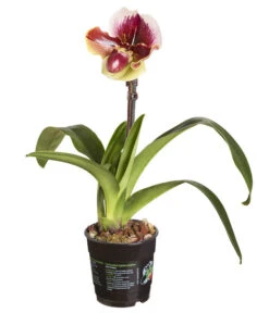 Frauenschuh - Paphiopedilum Hybride, Verschiedene Sorten -Haus Pflanzen Welt 8756744 PR FS 001 PaphiopedilumComp1TrieberT12DehnerExpressZS