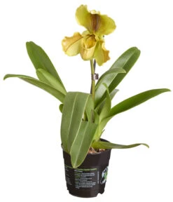 Frauenschuh - Paphiopedilum Hybride, Verschiedene Sorten -Haus Pflanzen Welt 8756744 PR FS 002 PaphiopedilumComp1TrieberT12DehnerExpressZS