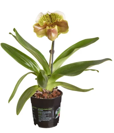 Frauenschuh - Paphiopedilum Hybride, Verschiedene Sorten 17 Frauenschuh - Paphiopedilum Hybride, Verschiedene Sorten -Haus Pflanzen Welt 8756744 PR FS 003 PaphiopedilumComp1TrieberT12DehnerExpressZS