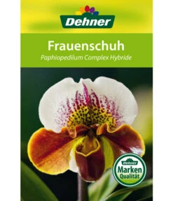 Frauenschuh - Paphiopedilum Hybride, Verschiedene Sorten -Haus Pflanzen Welt 8756744 Paphiopedilum Frauenschuh Etikett1