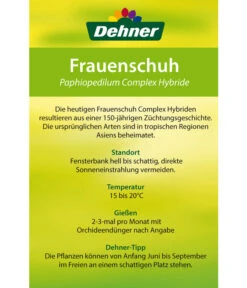 Frauenschuh - Paphiopedilum Hybride, Verschiedene Sorten -Haus Pflanzen Welt 8756744 Paphiopedilum Frauenschuh Etikett2
