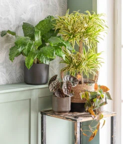 Korbmarante - Calathea Mosaica 7 Korbmarante - Calathea Mosaica -Haus Pflanzen Welt 875841 WE MO 001 DracaenaSongofIndiaT24AutumnLeaf