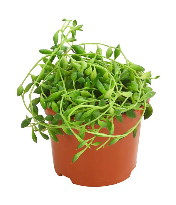 Erbsenpflanze - Senecio Herreanus 3 Erbsenpflanze - Senecio Herreanus