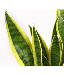 Bogenhanf - Sansevieria Trifasciata Var. Laurentii -Haus Pflanzen Welt 8760076 8267932 8267973 BE DE 001 SchwiegermutterzungeT11DehnerExpressHerzig