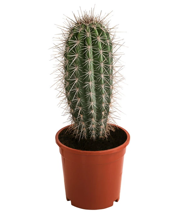 Mexikanischer Kandelaberkaktus - Pachycereus Pringlei 3 Mexikanischer Kandelaberkaktus - Pachycereus Pringlei