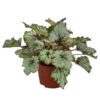 Blattbegonie - Begonia Rex-Hybride 'Asian Tundra' -Haus Pflanzen Welt 8761017 WE FS 001 BegoniaAsianTundra Blattbegonie
