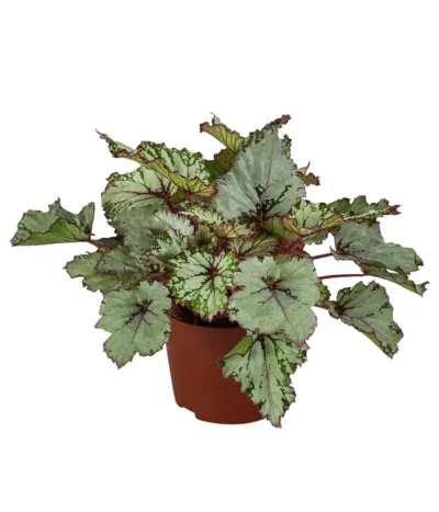 Blattbegonie - Begonia Rex-Hybride 'Asian Tundra'