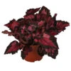 Blattbegonie - Begonia Rex-Hybride 'Inca Night' 1 Blattbegonie - Begonia Rex-Hybride 'Inca Night' -Haus Pflanzen Welt 8761025 WE FS 001 BegoniaIncaNight Blattbegonie