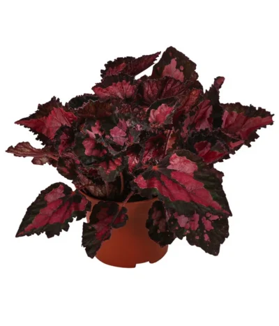 Blattbegonie - Begonia Rex-Hybride 'Inca Night'