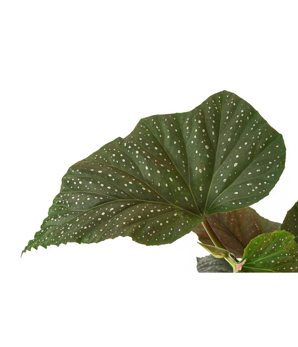 Forellenbegonie - Begonia Maculata 'Wings' 5 Forellenbegonie - Begonia Maculata 'Wings' – Bild 3